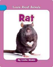 Rat