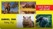 Animal DNA - Going Big!