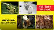 Animal DNA - Nocturnal Animals
