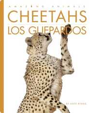 Cheetahs / Los guepardos