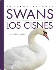 Swans / Los cisnes