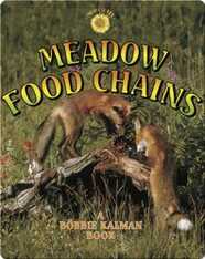 Meadow Food Chains