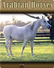 Arabian Horses