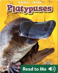 Platypuses: Animal Safari