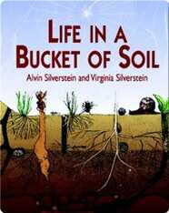 Life in a Bucket of Soil