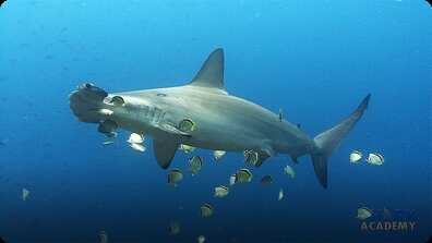 Scalloped Hammerhead Sharks book