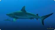 Gray Reef Sharks