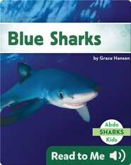 Blue Sharks