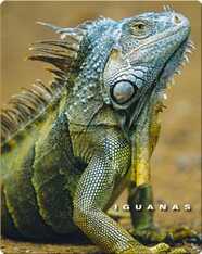 Iguanas