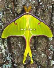 Moths