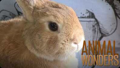 Coprophagia Mania! book
