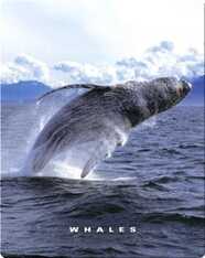 Whales