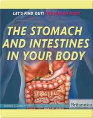 The Stomach and Intestines in Your Body