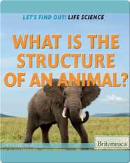 What Is the Structure of an Animal?