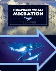 Humpback Whale Migration