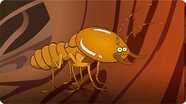 I'm a Termite