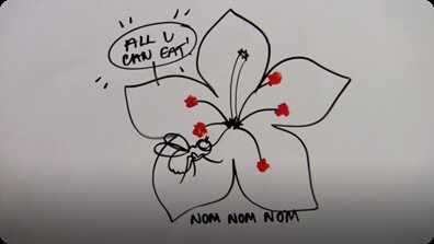 Incredible Insect Pollination! book