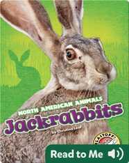 Jackrabbits