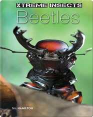 Beetles