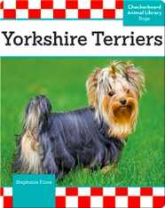 Yorkshire Terriers