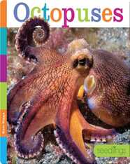 Octopuses