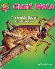 Giant Weta