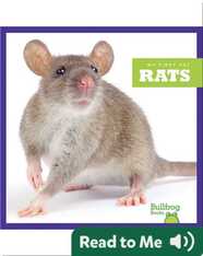 My First Pet: Rats