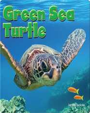 Green Sea Turtle