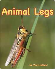 Animal Legs