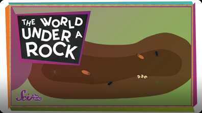 SciShow Kids: The World Under a Rock! book