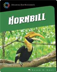 Hornbill