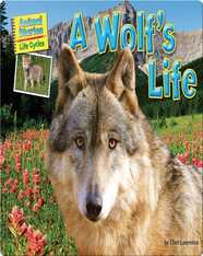 A Wolf's Life