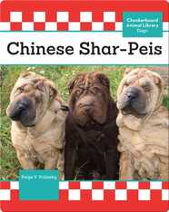 Chinese Shar-Peis