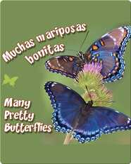 Muchas Mariposas Bonitas  (Many Pretty Butterflies)