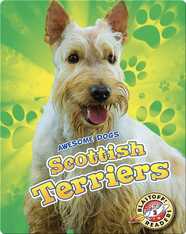 Scottish Terriers