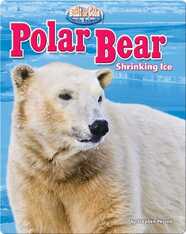 Polar Bear: Shrinking Ice