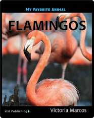 My Favorite Animal: Flamingos
