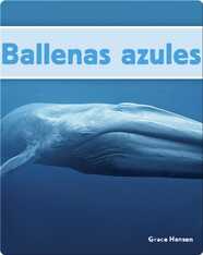 Ballenas azules