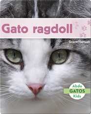 Gato ragdoll