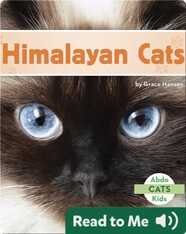 Himalayan Cats