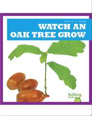 Watch an Oak Tree Grow