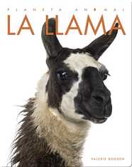 Planeta Animal: La Llama