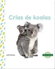 Crías de koalas