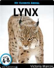 My Favorite Animal: Lynx