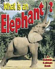 What is an Elephant?