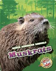 Muskrats