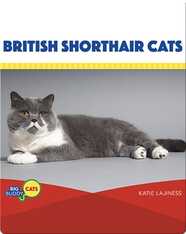 British Shorthair Cats