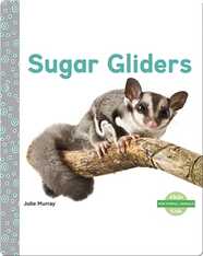 Sugar Gliders