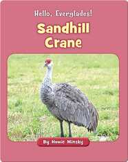 Hello, Everglades!: Sandhill Crane