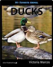 My Favorite Animal: Ducks